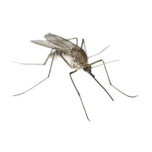 Ризики комарів для здоров'я
